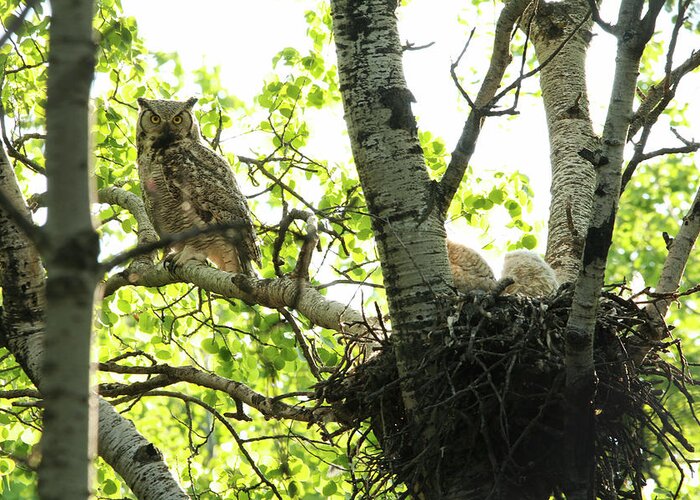 Owl Greeting Card featuring the photograph Great Horned Owl and Babies by Ryan Crouse