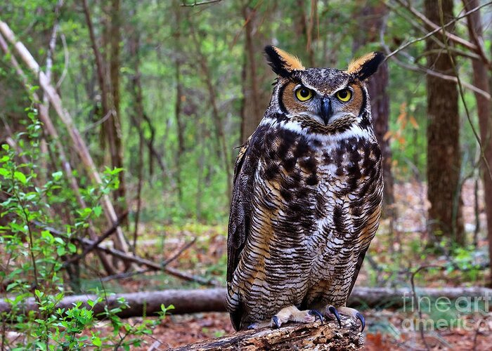 Great Greeting Card featuring the photograph Great Horned Owl Standing on a Tree Log by Jill Lang