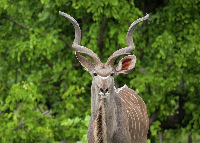 Horned Greeting Card featuring the photograph Great Kudu Bull, Botswana by Karen Desjardin