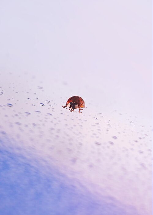 Ladybug Greeting Card featuring the photograph Great Return Of Ladybug by Jaroslav Buna