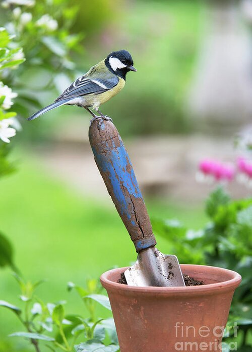 Great Tit Greeting Card featuring the photograph Great Tit Standing on a Garden Trowel by Tim Gainey