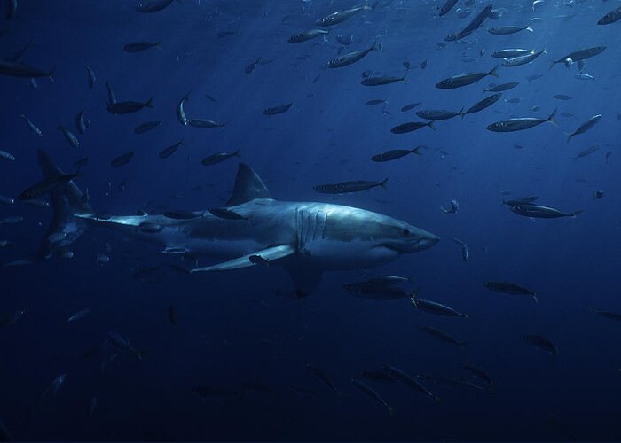 Underwater Greeting Card featuring the photograph Great White Shark,carcharodon by Gerard Soury