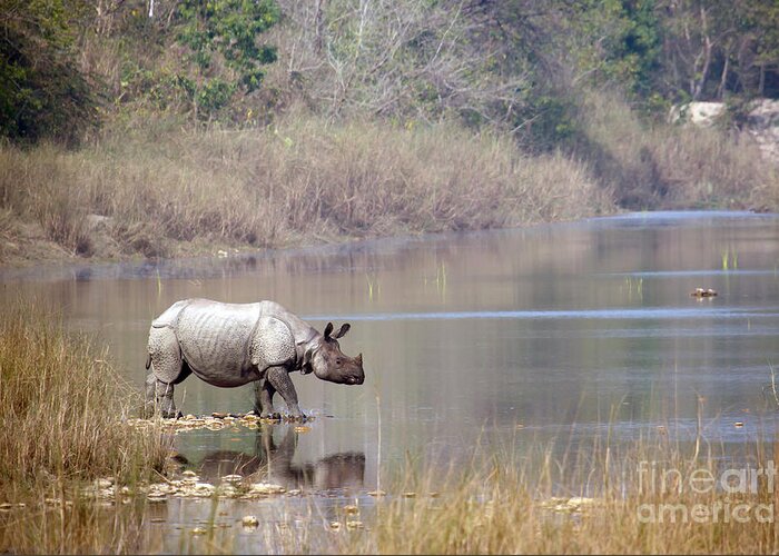 No Greeting Card featuring the photograph Greater One-horned Rhinoceros Specie by Paco Como