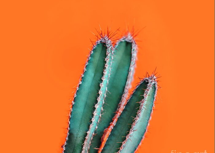 Cactus Greeting Card featuring the photograph Green cactus closeup over bright orange pastel background. Color by Jelena Jovanovic