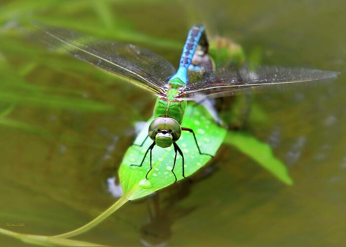 Dragonfly Greeting Card featuring the photograph Green Darner Dragonfly by Christina Rollo
