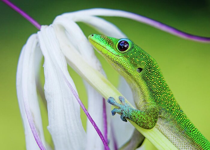 Animal Themes Greeting Card featuring the photograph Green Gecko by Pete Orelup