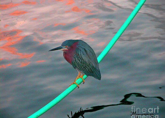 Fauna Greeting Card featuring the photograph Green Heron at Sunset by Mariarosa Rockefeller