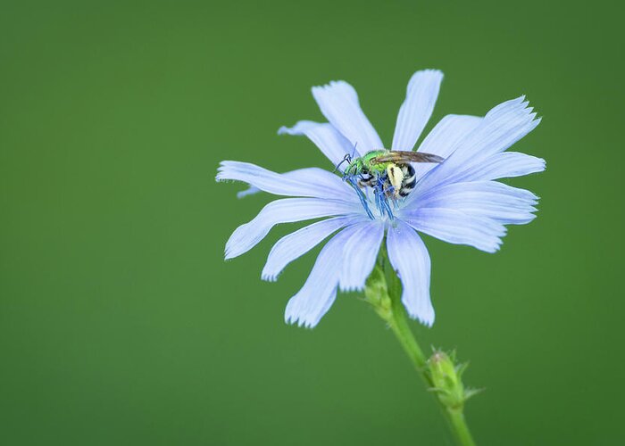 Green Metallic Bee On Blue Chicory Flower Greeting Card featuring the photograph Green Metallic Bee on Blue Chicory Flower by Todd Henson