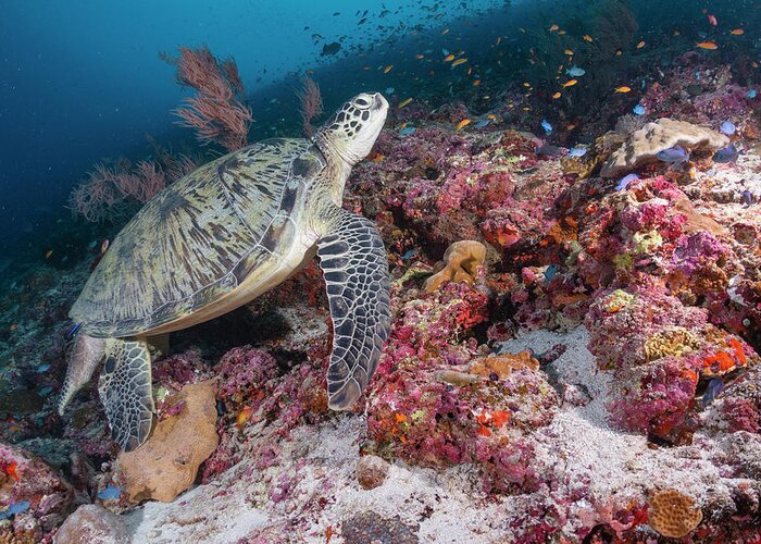 Animals Greeting Card featuring the photograph Green Sea Turtle In Maldives by Tui De Roy