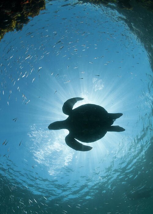 Animal Greeting Card featuring the photograph Green Sea Turtle Silhouette by Tui De Roy
