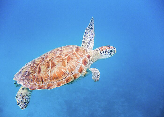 Turtle Greeting Card featuring the photograph Green Sea Turtle swimming by Mark Hunter