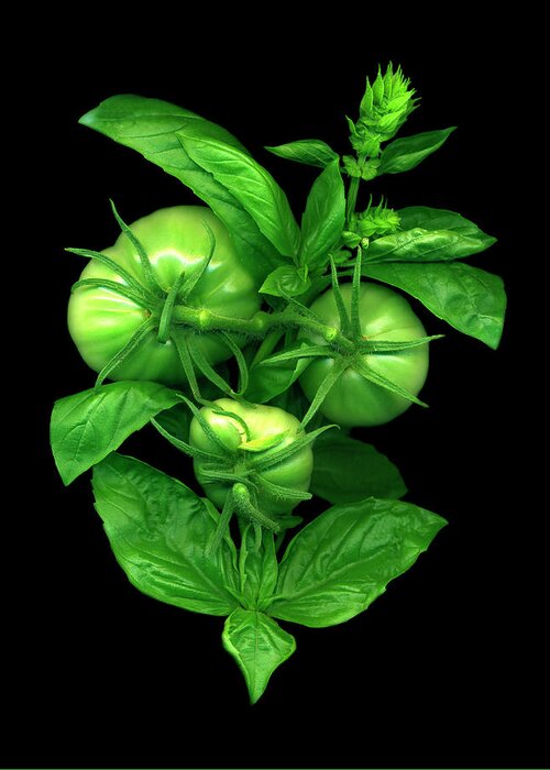 Green Tomato And Basil Greeting Card featuring the painting Green Tomato And Basil by Susan S. Barmon