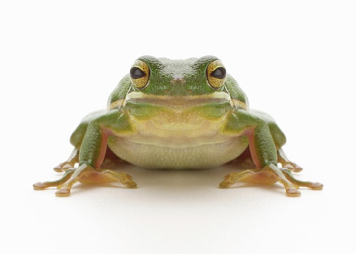 White Background Greeting Card featuring the photograph Green Tree Frog Hylidae Cinerea by Don Farrall