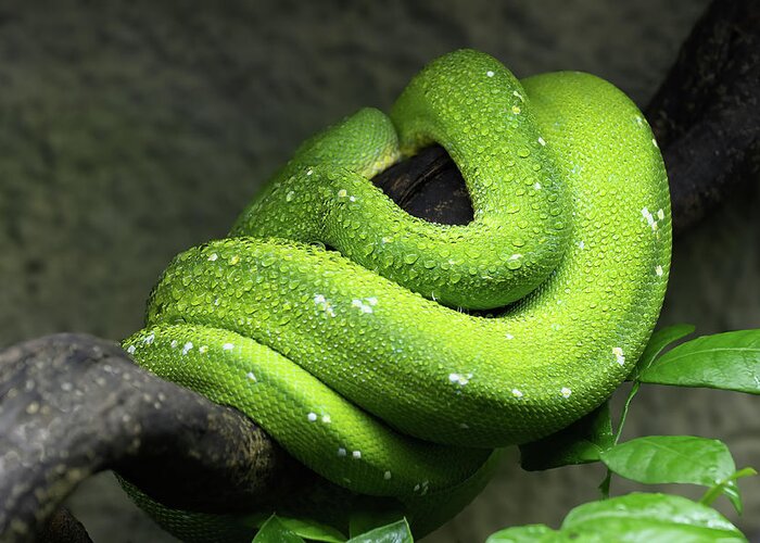 Green Greeting Card featuring the photograph Green Tree Python Coiled Up On Branch by Artur Bogacki