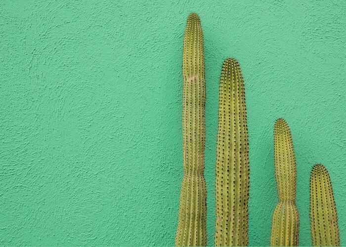 Tranquility Greeting Card featuring the photograph Green Wall And Cactus by Joanna Mccarthy