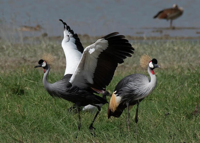 Africa Greeting Card featuring the photograph Grey Crowned Cranes Courtship by Patrick Nowotny