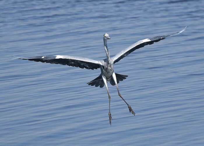 Heron Greeting Card featuring the photograph Grey Heron in for a Landing by Ben Foster