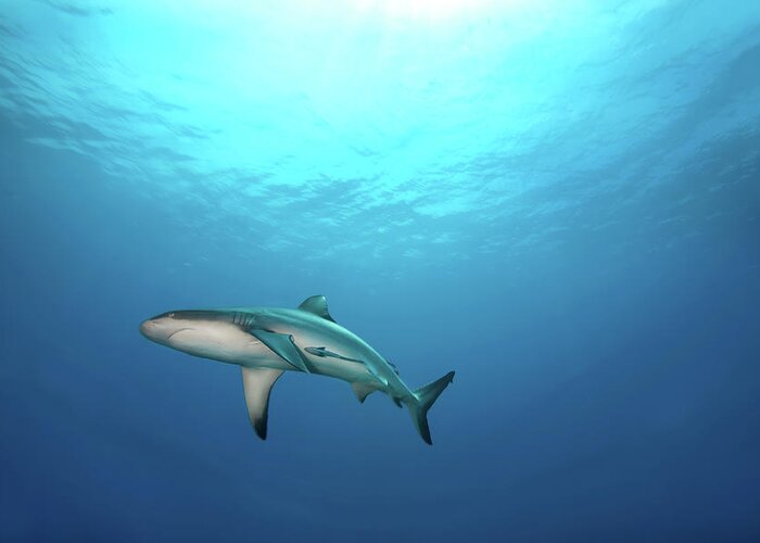Underwater Greeting Card featuring the photograph Grey Reef Shark by James R.d. Scott