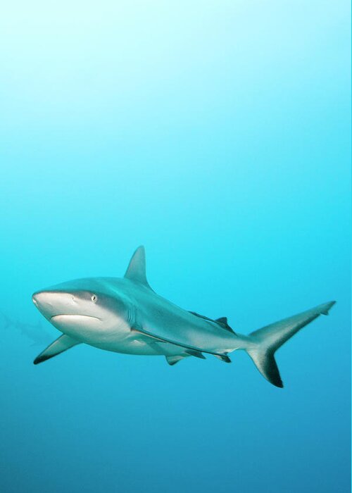 Underwater Greeting Card featuring the photograph Grey Reef Shark by Michele Westmorland