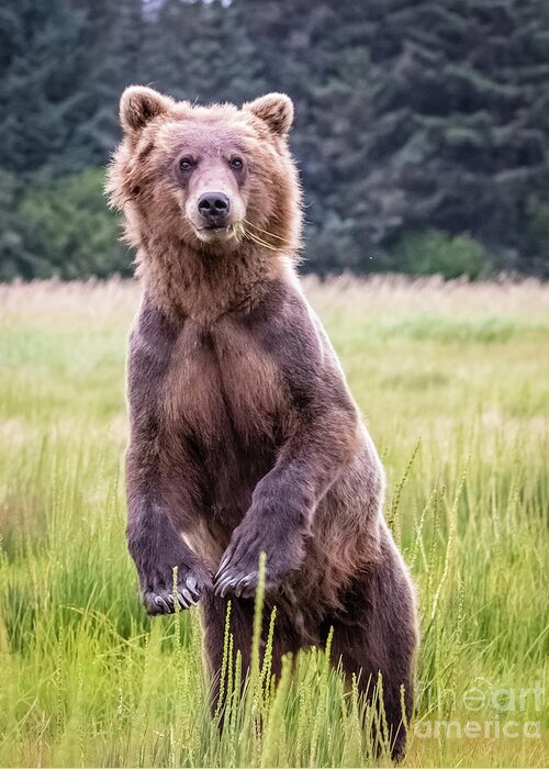 Grizzly Greeting Card featuring the photograph Grizzly bear standing by Lyl Dil Creations