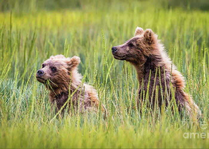 Grizzly Greeting Card featuring the photograph Grizzly cubs by Lyl Dil Creations