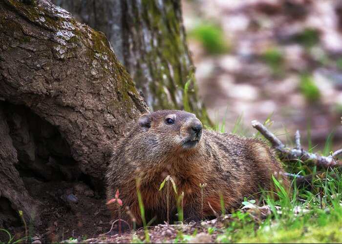 Groundhog Greeting Card featuring the photograph Groundhog by Susan Rissi Tregoning