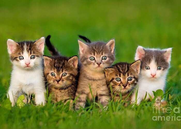 Small Greeting Card featuring the photograph Group Of Five Little Kittens Sitting by Grigorita Ko