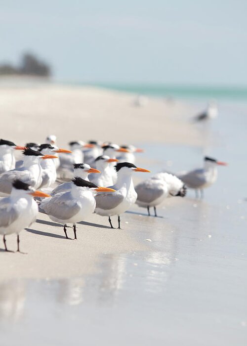 Tern Greeting Card featuring the photograph Group Of Terns On Sandy Beach by Angela Auclair
