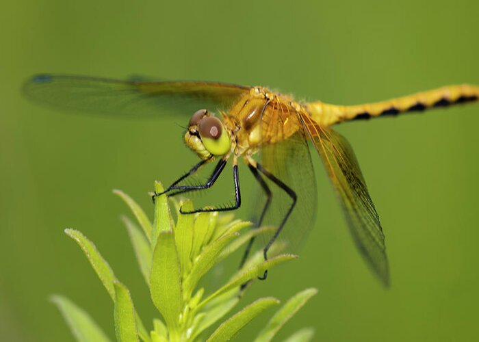 Dragonfly Greeting Card featuring the photograph Gs36_7505_1136 by Gordon Semmens