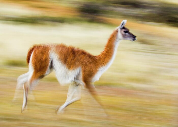 Sebastian Kennerknecht Greeting Card featuring the photograph Guanaco Running In Torres Del Paine by Sebastian Kennerknecht