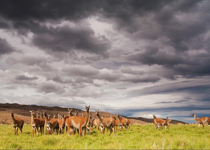 Vertebrate Greeting Card featuring the photograph Guanacos, A Small Group Of Animals In by Mint Images - Art Wolfe