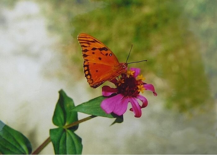 Butterfly Greeting Card featuring the photograph Gulf fritillary butterfly by Nigel Radcliffe