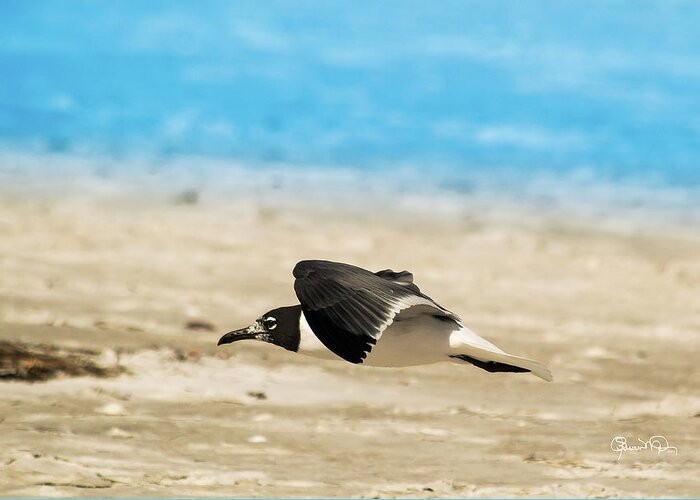 Susan Molnar Greeting Card featuring the photograph Gull at Lido Beach IV by Susan Molnar