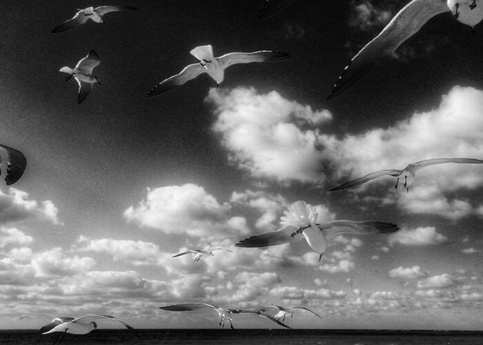 Photography Greeting Card featuring the photograph Gulls by Jeffrey PERKINS