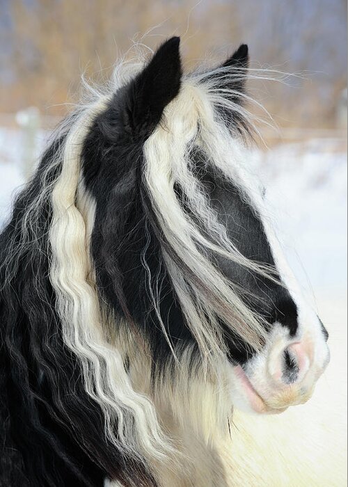 Horse Greeting Card featuring the photograph Gypsy Vanner Horse Head Shot, Long Mane by Catnap72