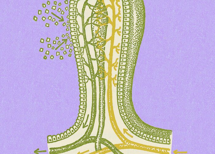 Anatomical Greeting Card featuring the drawing Hair Follicle by CSA Images