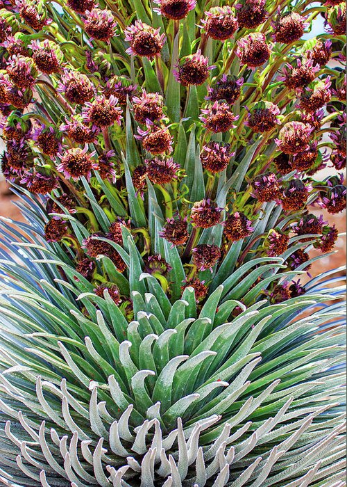 Silversword Greeting Card featuring the photograph Haleakala Ahinahina closeup by Anthony Jones