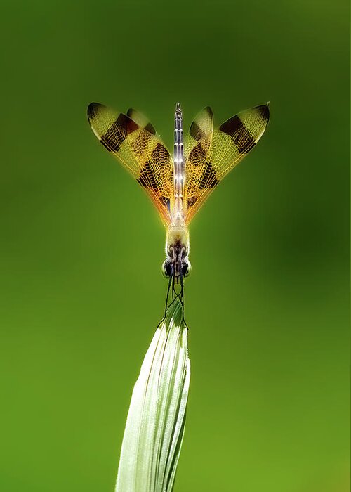Dragonfly Greeting Card featuring the photograph Halloween Pennant by Mark Andrew Thomas