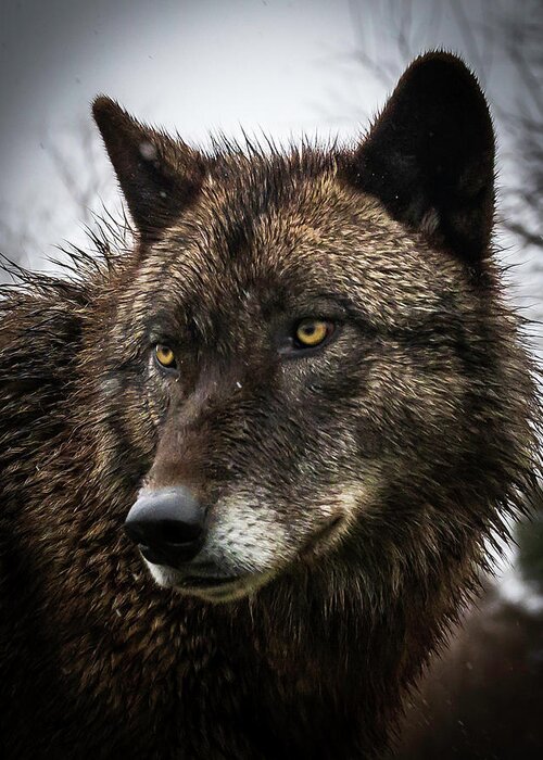 Wolf Wolves Black Greeting Card featuring the photograph Handsome Boy by Laura Hedien