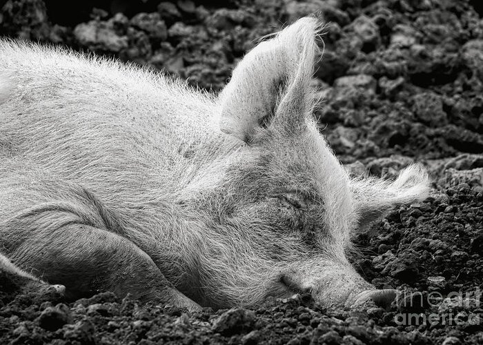Pig Greeting Card featuring the photograph Happiness by Olivier Le Queinec