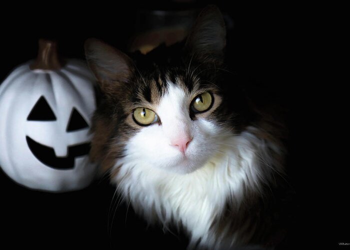 Halloween Greeting Card featuring the photograph Happy Halloween Cat by Veronica Batterson
