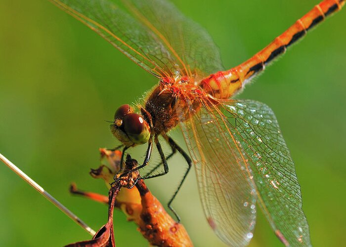 Dragonfly Greeting Card featuring the photograph Hdr24 by Gordon Semmens