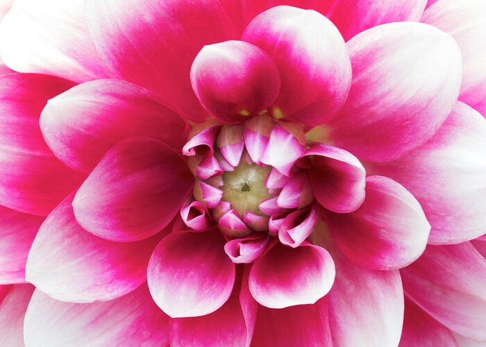 Dahlia Greeting Card featuring the photograph Hello Dahling by Patty Colabuono