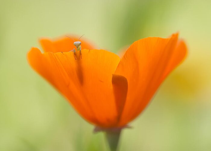 Macro Greeting Card featuring the photograph Hello World by Fabien Bravin