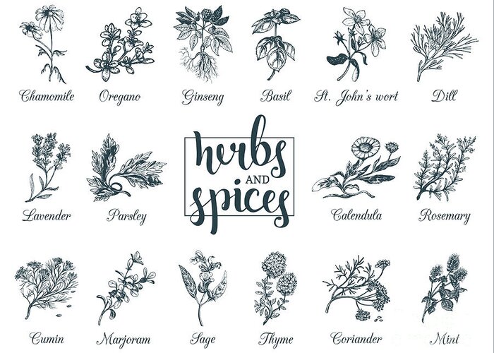 Officinale Greeting Card featuring the digital art Herbs And Spices Set Hand Drawn by Vlada Young