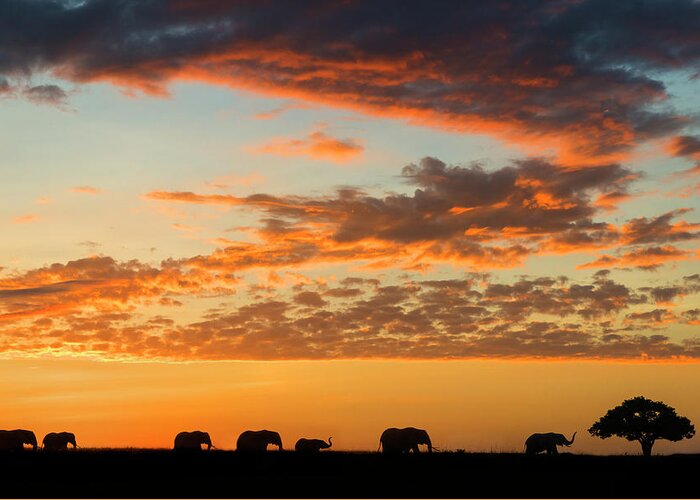 Scenics Greeting Card featuring the photograph Herd Of African Elephants At Sunrise by Mike Hill
