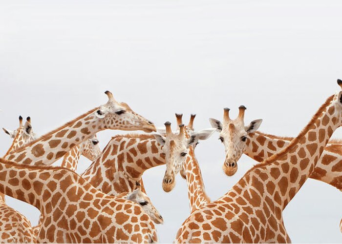 Kenya Greeting Card featuring the photograph Herd Of Giraffe by Grant Faint