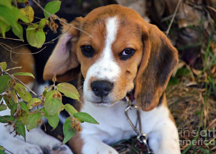 Beagle Puppy Greeting Card featuring the photograph Hermine The Beagle by Thomas Schroeder