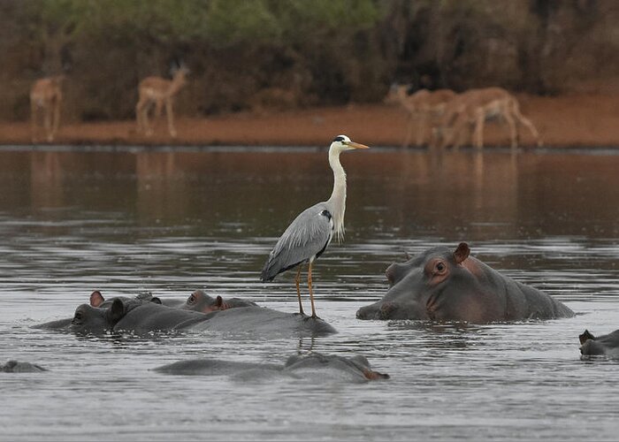Hippos Greeting Card featuring the photograph Heron on a Hippo by Ben Foster