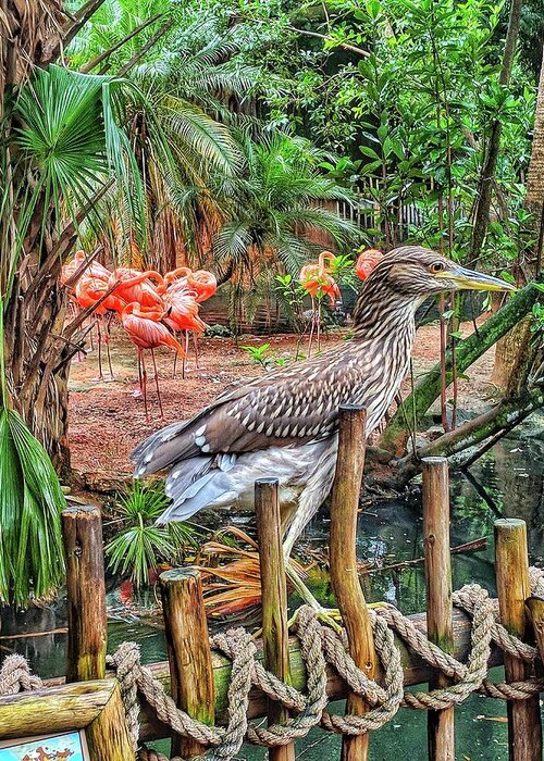 Bird Greeting Card featuring the photograph Heron On Guard by Portia Olaughlin